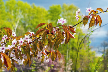 A blooming branch of pink sakura on the lake shore in the park.