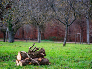 Brennholzlager auf einer Streuobstwiese