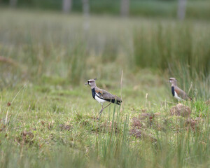 Vanellus Chilensis, Southern Lapwing feeding 