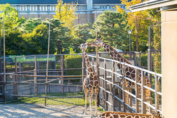 京都動物園で暮らす、キリンの群れ