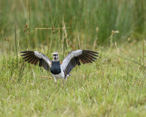 Vanellus Chilensis, Southern Lapwing feeding 
