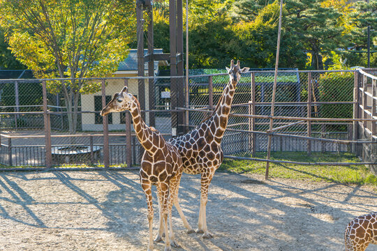 Wassernixen Bilder – Durchsuchen 9,712 Archivfotos, Vektorgrafiken und