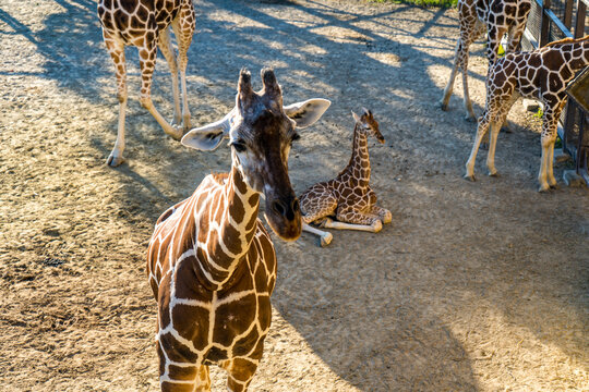 Wassernixen Bilder – Durchsuchen 9,712 Archivfotos, Vektorgrafiken und