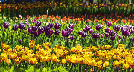 Yellow, purple, red tulips on a flower bed planted in rows.