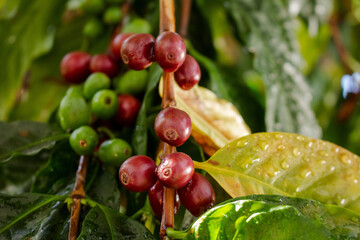 Cafezeiro carregado de café	
