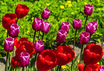 Fototapeta premium Bright red tulips close-up on a green background.
