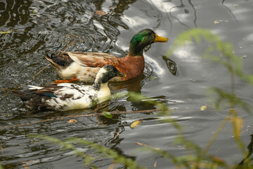 Domestic Duckson swiming on a pond