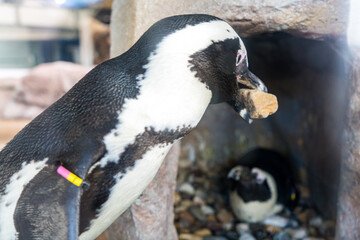 石を運んで巣作りをする可愛いペンギン