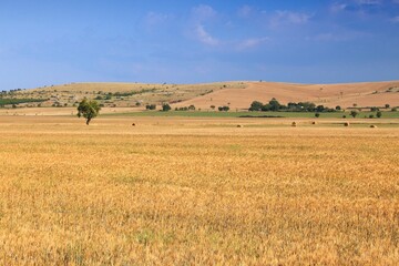Harvest time in Italy - wheat fields and straw bales on a field in Apulia region.