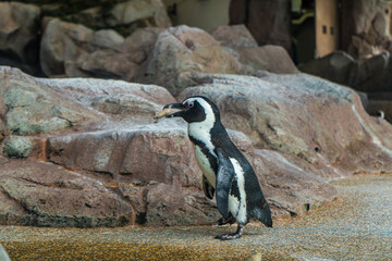石を運んで巣作りをする可愛いペンギン