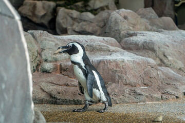 Naklejka premium 石を運んで巣作りをする可愛いペンギン