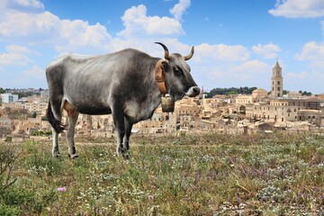 Maremmana cattle in Matera, Italy