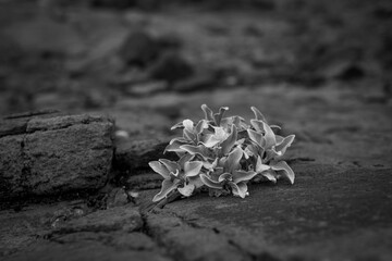 flower on the ground