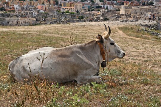 Maremmana cow in Matera, Italy