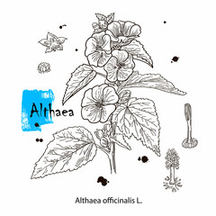 Althaea officinalis, or common marshmallow - medicinal herb. Hand drawn botanical vector illustration