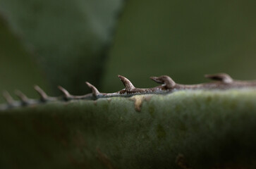 Close-up of a succulent agave century plant