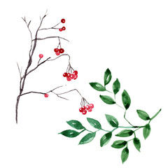 Watercolor twigs isolated on white background.