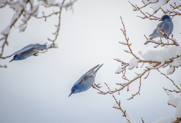 bird on a branch