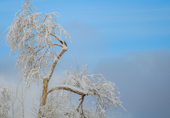 tree in winter