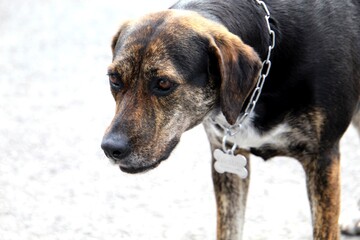animal doméstico cachorro au au - canis lupus familiaris 