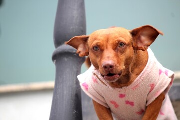 animal doméstico cachorro au au - canis lupus familiaris 