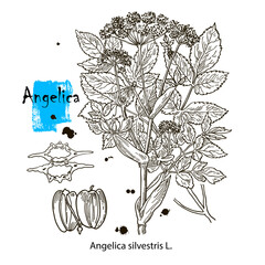 Angelica silvestris. Vector hand drawn herb. Botanical plant illustration. Vintage medicinal herb sketch.
