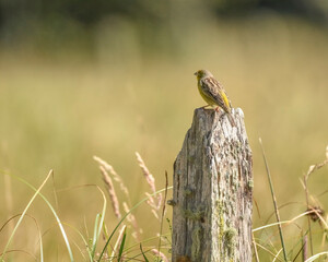 Sicalis Luteola, Grassland Yellow Finch perched on a fence post