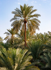 Fototapeta na wymiar Palmenoase in Samail,Oman,