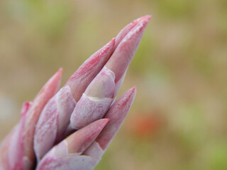 bud of a flower