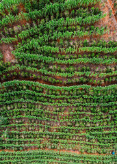 Aerial drone view of a coffee plantation in Manhuacu, Minas Gerais, Brazil