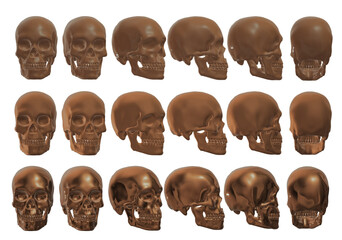 skull skeleton human