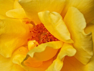 Rose, yellow rose!