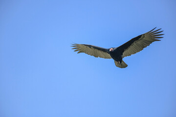 Lesser Yellow Vulture, Cathartes Burrovianus soaring