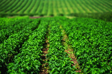 Fototapeta na wymiar Currants plantation background. Bio food, agriculture and natural fruit products concept.