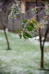 Cold autumn or winter morning. Raindrops froze on the trees in the garden. Green leaves and branches in ice glaze.