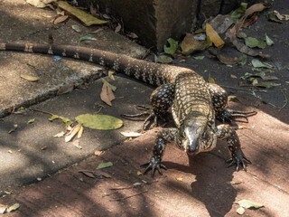 A LIZARD IN THE FOREGROUND IN THE PARK