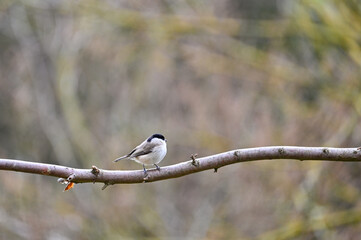 A tit on a branch