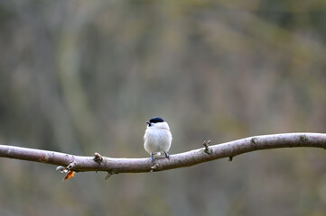 A tit on a branch