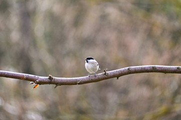 A tit on a branch