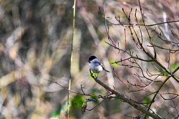A tit on a  tree