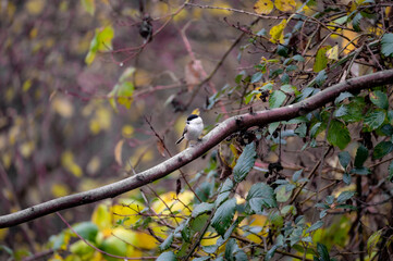 A tit on a  tree