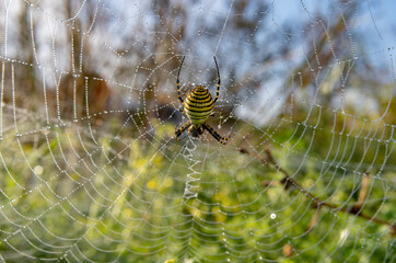 A wasp spider, Argiope bruennichi