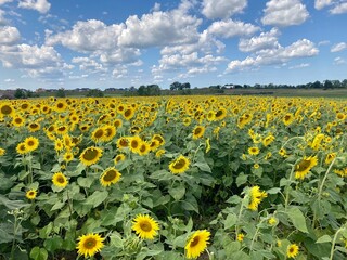 sunflower field