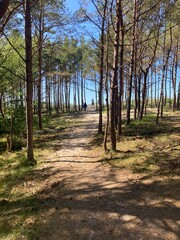 forest leading to the sea