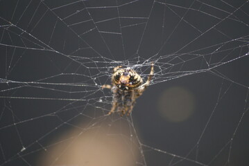 araña cara de tigre