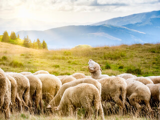 A flock of sheep grazing. Rural mountain landscape with sheeps on a pasture in Carpathian Mountains, Romania.