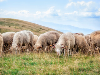 A flock of sheep grazing. Rural mountain landscape with sheeps on a pasture in Carpathian Mountains, Romania.