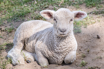 Naklejka na ściany i meble Resting white lamb looking at the camera