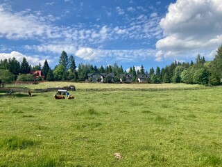 open field with trees in the background