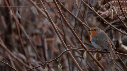 robin on a branch